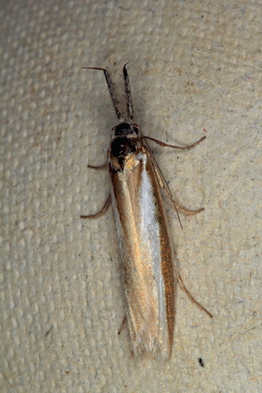 Pleurota aristella? S